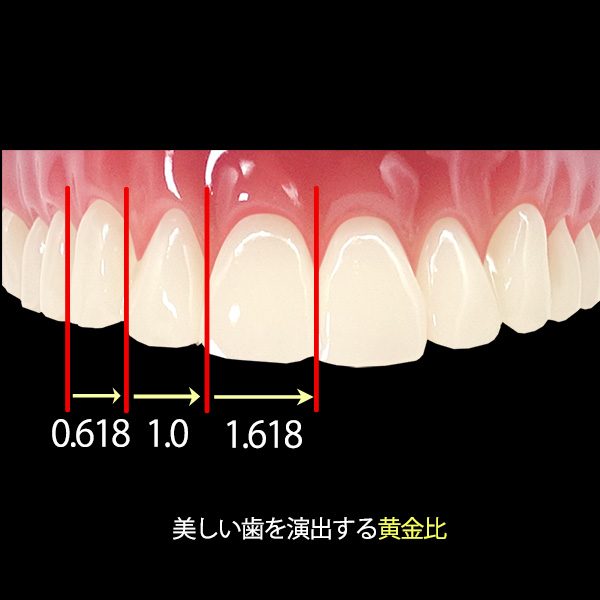 歯が美しく見える黄金比 1:1618